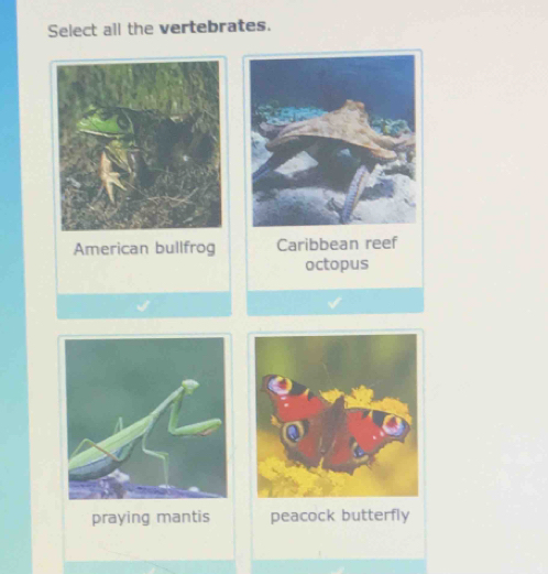 Select all the vertebrates.
American bullfrog Caribbean reef
octopus
praying mantis peacock butterfly