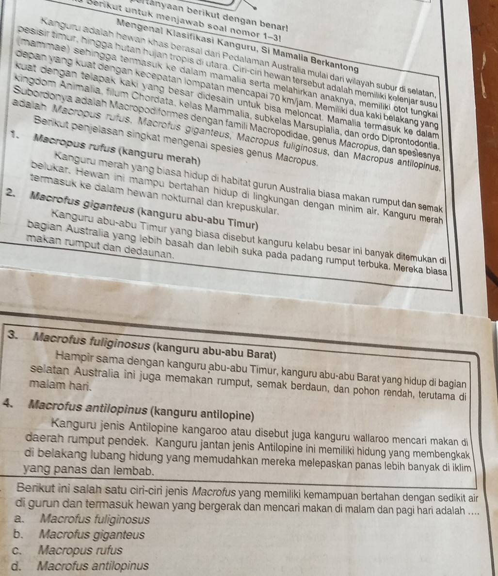 bertanyaan berikut dengan benar!
berikut untuk menjawab soal nomor 1-3!
Mengenal Klasifikasi Kanguru, Si Mamalia Berkantong
Kanguru adaiah hewan khas berasal dari Pedalaman Australia mulai dari wilayah subur di selatan
besisir timur, hingga hutan hujan tropis di utara. Ciri-ciri hewan tersebut adalah memiliki kelenjar susu
mammae) sehingga termasuk ke dalam mamalia serta melahirkan anaknya, memiliki otot tungka
depan yang kuat dengan kecepatan lompatan mencapai 70 km/jam. Memiliki dua kaki belakang yang
kuat dengan telapak kaki yang besar didesain untuk bisa meloncat. Mamalia termasuk ke dalam
kingdom Animália, filum Chordata, kelas Mammalia, subkelas Marsupialia, dan ordo Diprontodontla
Subordonya adalah Macropodiformes dengan famili Macropodidae, génus Macropus, dan speslesnya
adaiah Macropus rufus, Macrofus giganteus, Macropus fuliginosus, dan Macropus antilopinus
Berikut penjelasan singkat mengenai spésies genus Macropus.
1. Macropus rufus (kanguru merah)
Kanguru merah yang biasa hidup di habitat gurun Australia biasa makan rumput dan semak
belukar. Hewan ini mampu bertahan hidup di lingkungan dengan minim air. Kanguru merah
termasuk ke dalam hewan nokturnal dan krepuskular.
2. Macrofus giganteus (kanguru abu-abu Timur)
Kanguru abu-abu Timur yang biasa disebut kanguru kelabu besar ini banyak ditemukan d
makan rumput dan dedaunan.
bagian Australia yang lebih basah dan lebih suka pada padang rumput terbuka, Mereka blasa
3. Macrofus fuliginosus (kanguru abu-abu Barat)
Hampir sama dengan kanguru abu-abu Timur, kanguru abu-abu Barat yang hidup di bagian
selatan Australia ini juga memakan rumput, semak berdaun, dan pohon rendah, terutama di
malam hari.
4. Macrofus antilopinus (kanguru antilopine)
Kanguru jenis Antilopine kangaroo atau disebut juga kanguru wallaroo mencari makan di
daerah rumput pendek. Kanguru jantan jenis Antilopine ini memiliki hidung yang membengkak
di belakang lubang hidung yang memudahkan mereka melepaskan panas lebih banyak di iklim 
yang panas dan lembab.
Berikut ini salah satu ciri-ciri jenis Macrofus yang memiliki kemampuan bertahan dengan sedikit air
di gurun dan termasuk hewan yang bergerak dan mencari makan di malam dan pagi hari adalah ....
a. Macrofus fuliginosus
b. Macrofus giganteus
c. Macropus rufus
d. Macrofus antilopinus