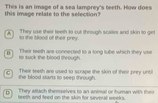 This is an image of a sea lamprey's teeth. How does
this image relate to the selection?
A They use their teeth to cut through scales and skin to get
to the blood of their prey.
B Their teeth are connected to a long tube which they use
to suck the blood through.
C Their teeth are used to scrape the skin of their prey until
the blood starts to seep through.
D They attach themselves to an animal or human with their
teeth and feed on the skin for several weeks.