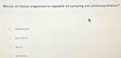 Which of these organism is capable of carrying out photosynthesis?
mushroom
pox virus
fers
amoeba