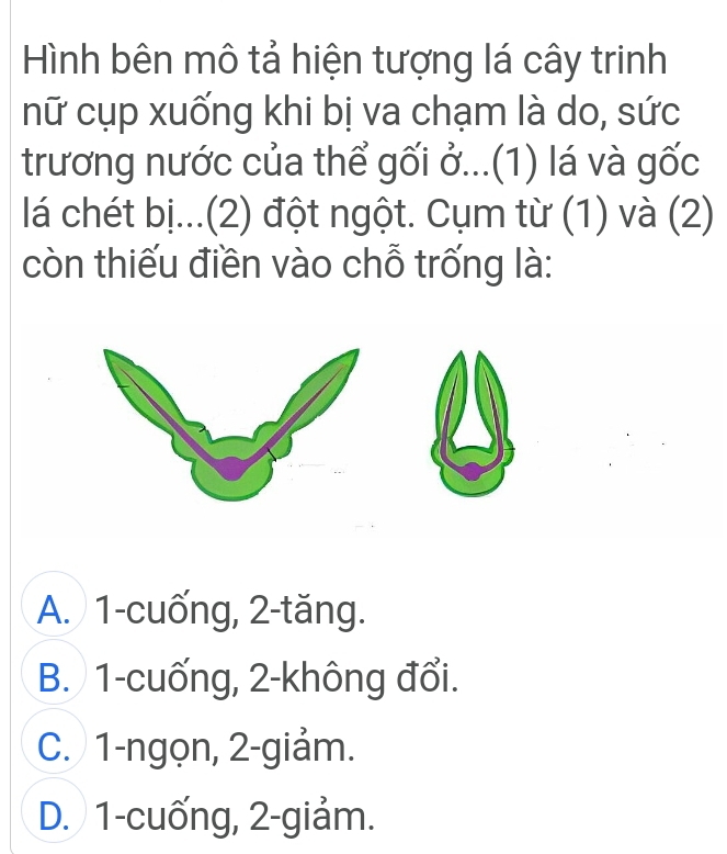 Hình bên mô tả hiện tượng lá cây trinh
nữ cụp xuống khi bị va chạm là do, sức
trương nước của thể gối ở...(1) lá và gốc
lá chét bị...(2) đột ngột. Cụm từ (1) và (2)
còn thiếu điền vào chỗ trống là:
A. 1 -cuống, 2 -tăng.
B. 1 -cuống, 2 -không đổi.
C. 1 -ngọn, 2-giảm.
D. 1 -cuống, 2-giảm.