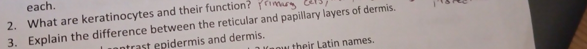 each. 
2. What are keratinocytes and their function? 
3. Explain the difference between the reticular and papillary layers of dermis. 
trast epidermis and dermis. 
their Latin names.