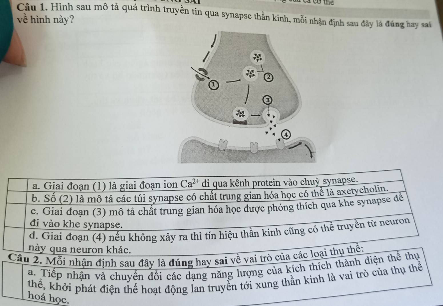 Cà cá cơ thể
Câu 1. Hình sau mô tả quá trình truyền tin qua synapse thần kinh, mỗi nhận định sau đây là đúng hay sai
về hình này?
a. Giai đoạn (1) là giai đoạn ion Ca^(2+) di i qua kênh protein vào chuỳ synapse.
b. Số (2) là mô tả các túi synapse có chất trung gian hóa học có thể là axetycholin.
c. Giai đoạn (3) mô tả chất trung gian hóa học được phóng thích qua khe synapse để
đi vào khe synapse.
d. Giai đoạn (4) nếu không xảy ra thì tín hiệu thần kinh cũng có thể truyền từ neuron
này qua neuron khác.
Câu 2. Mỗi nhận định sau đây là đúng hay sai về vai trò của các loại thụ thể:
a. Tiếp nhận và chuyển đổi các dạng năng lượng của kích thích thành điện thể thụ
thể, khởi phát điện thế hoạt động lan truyền tới xung thần kinh là vai trò của thụ thể
hoá học.