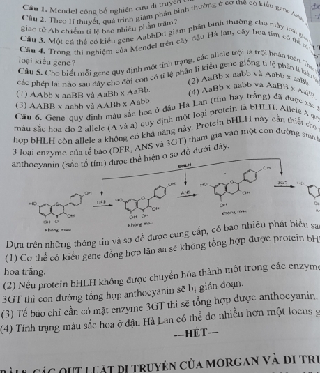 Cầu 1. Mendel công bố nghiên cứu di truycinh
Câu 2. Theo lí thuyết, quá trình giảm phân bình thường ở cơ thế có kiểu gene Asbb 
giao tử Ab chiếm tỉ lệ bao nhiêu phần trăm?
Câu 3. Một cá thể có kiểu gene AabbDd giảm phân bình thường cho mẫy loại gia
Câu 4. Trong thí nghiệm của Mendel trên cây đậu Hà Ian, cây hoa tím có thể cn
loại kiểu gene?
Câu 5. Cho biết mỗi gene quy định một tính trạng, các allele trội là trội hoàn toàn. Th  
các phép lai nào sau đây cho đời con có tỉ lệ phân li kiểu gene giống tỉ lệ phân lí kiểu tà
2) A aBb x aabb và Aabb x aaBb
(1) AAbb x aaBB và AaBb x AaBb. (4) AaBb x aabb và AaBB x AaBB
(3) AABB x aabb và AABb x Aabb.
Câu 6. Gene quy định màu sắc họa ở đậu Hà Lan (tim hay trắng) đã được xác ở
màu sắc hoa đo 2 allele (A và a) quy định một loại protein là bHLH. Allele A qui
hợp bHLH còn allele a không có khả năng này. Protein bHLH này cần thiết cho
3 loại enzyme của tế bảo (DFR, ANS và 3GT) tham gia vào một con đường sinh h
sơ đồ dưới đây.
Dựa trên những thông tin và sơ đồ được cung cấp, có bao nhiêu phát biểu sa
(1) Cơ thể có kiểu gene đồng hợp lặn aa sẽ không tổng hợp được protein bH
hoa trắng.
(2) Nếu protein bHLH không được chuyển hóa thành một trong các enzyme
3GT thì con đường tổng hợp anthocyanin sẽ bị gián đoạn.
(3) Tế bào chỉ cần có mặt enzyme 3GT thì sẽ tổng hợp được anthocyanin.
(4) Tính trạng màu sắc hoa ở đậu Hà Lan có thể do nhiều hơn một locus g
=--HÈT---
Các OUT LUậT Di truyện của morgan và di trị