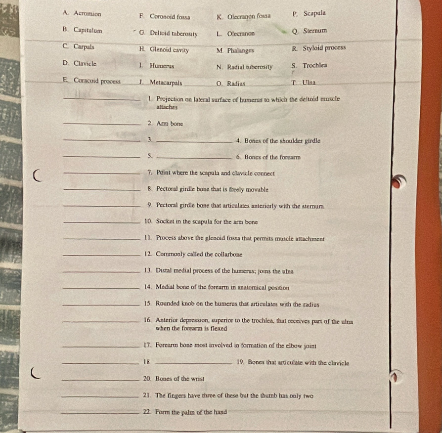 A. Acromion F Coronoid fossa K. Olecranon fossa P. Scapula
B. Capitulum G. Deltoid tuberosity L. Olecranon Q Sternum
C. Carpals H. Glenoid cavity M. Phalanges R. Styloid process
D. Clavicle L Humerus N. Radial tuberosity S. Trochlea
E Coracoid process Metacarpals O Radius T Ulna
_
l Projection on lateral surface of humerus to which the deltoid muscle
attaches
_2 Arm bone
_3. _4. Bones of the shoulder girdle
_5. _6. Bones of the forearm
(
_7. Point where the scapula and clavicle connect
_
8. Pectoral girdle bone that is freely movable
_9. Pectoral girdle bone that articulates anteriorly with the sternum
_10. Socket in the scapula for the arm bone
_11 Process above the glenoid fossa that permits muscle attachment
_12. Commonly called the collarbone
_13. Distal medial process of the humerus; joins the ulna
_14. Medial bone of the forearm in anatomical position
_15 Rounded knob on the humerus that articulates with the radius
_16. Anterior depression, superior to the trochlea, that receives part of the ulna
when the forearm is flexed
_17. Forearm bone most involved in formation of the elbow joint
_18 _19. Bones that articulate with the clavicle

_20. Bones of the wrist
_21. The fingers have three of these but the thumb has only two
_22. Form the palm of the hand