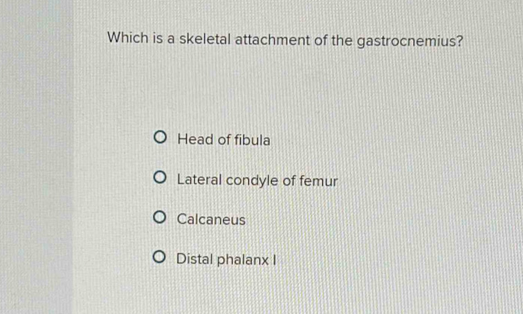 Which is a skeletal attachment of the gastrocnemius?
Head of fibula
Lateral condyle of femur
Calcaneus
Distal phalanx I