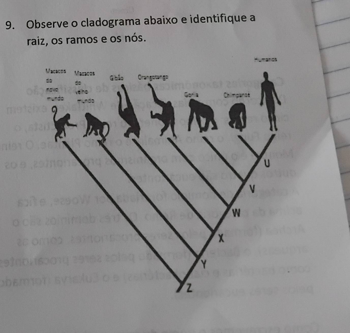 Observe o cladograma abaixo e identifique a 
raiz, os ramos e os nós.