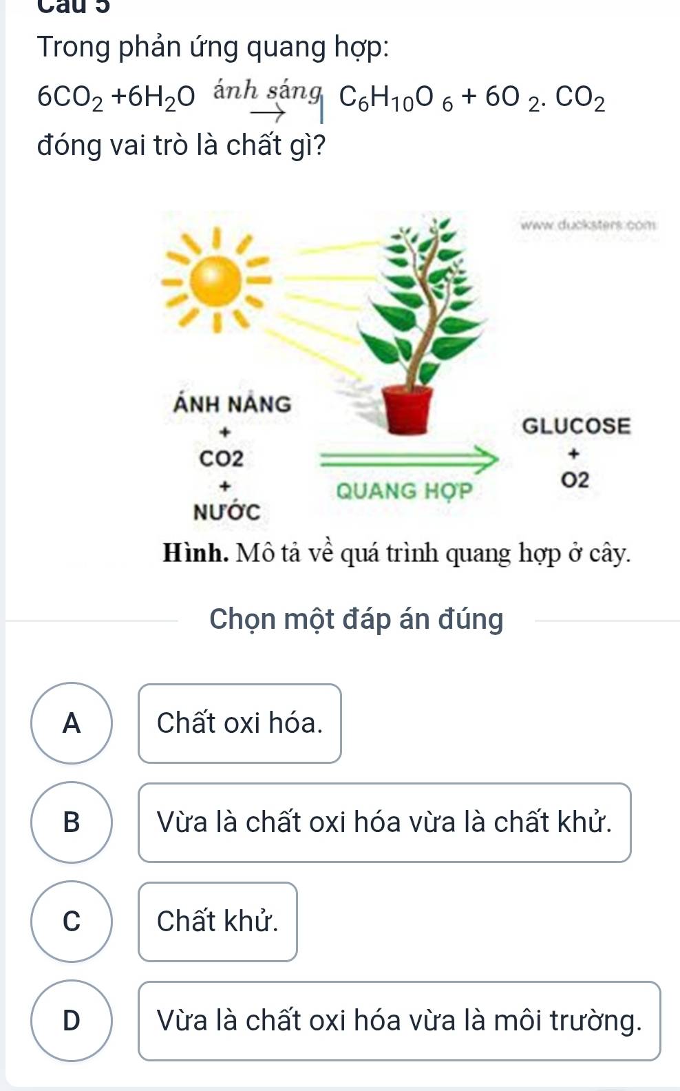 Cau 5
Trong phản ứng quang hợp:
6CO_2+6H_2O ánh sáng C_6H_10O_6+6O_2.CO_2
đóng vai trò là chất gì?
Hình. Mô tả về quá trình quang hợp ở cây.
Chọn một đáp án đúng
A Chất oxi hóa.
B Vừa là chất oxi hóa vừa là chất khử.
C Chất khử.
D Vừa là chất oxi hóa vừa là môi trường.