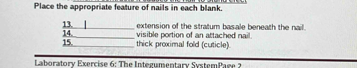 Place the appropriate feature of nails in each blank. 
13. _extension of the stratum basale beneath the nail. 
14. visible portion of an attached nail. 
15._ thick proximal fold (cuticle). 
Laboratory Exercise 6: The Integumentary SystemPage 2