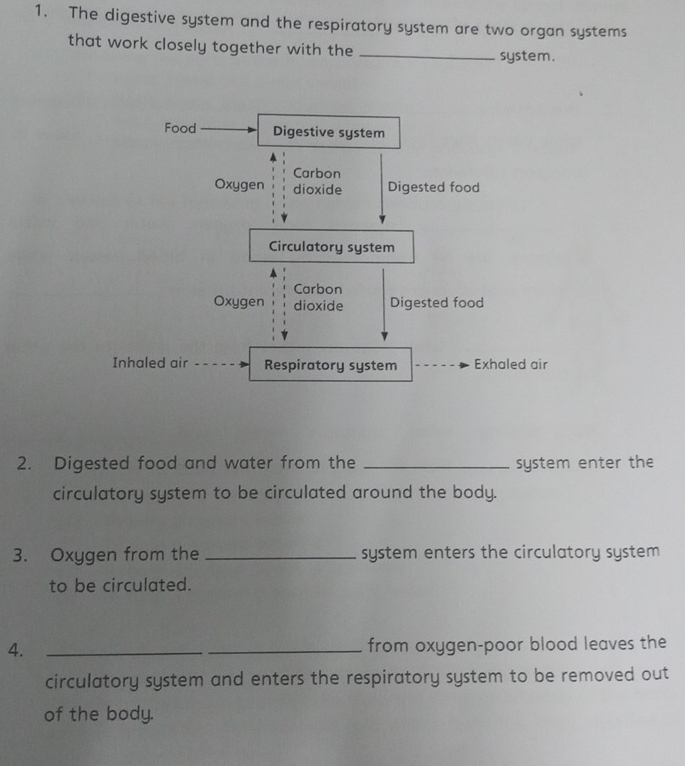 The digestive system and the respiratory system are two organ systems 
that work closely together with the _system. 
2. Digested food and water from the _system enter the 
circulatory system to be circulated around the body. 
3. Oxygen from the _system enters the circulatory system 
to be circulated. 
4. __from oxygen-poor blood leaves the 
circulatory system and enters the respiratory system to be removed out 
of the body.