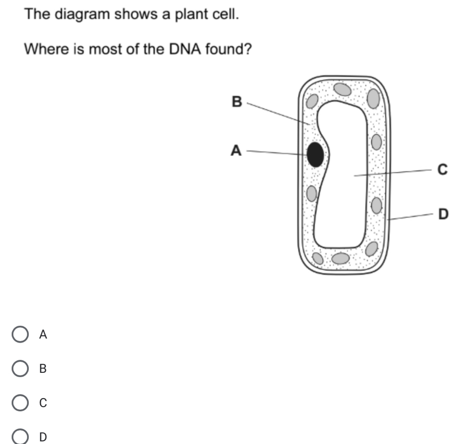 The diagram shows a plant cell.
Where is most of the DNA found?
A
B
C
D