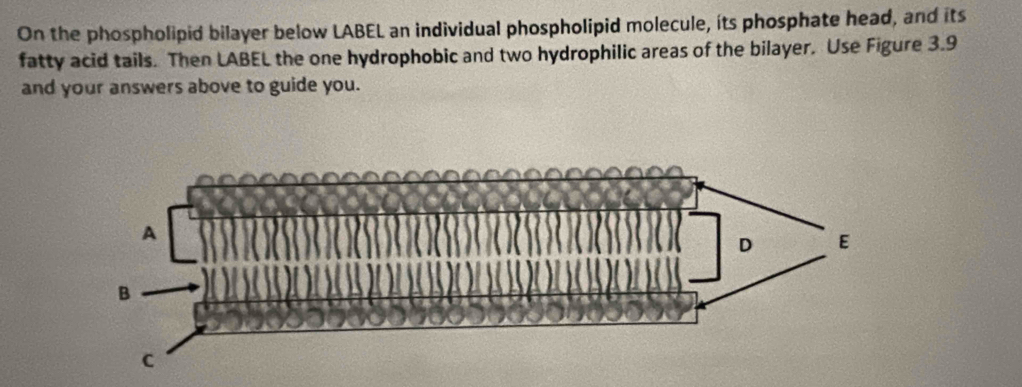 On the phospholipid bilayer below LABEL an individual phospholipid molecule, its phosphate head, and its 
fatty acid tails. Then LABEL the one hydrophobic and two hydrophilic areas of the bilayer. Use Figure 3.9 
and your answers above to guide you.