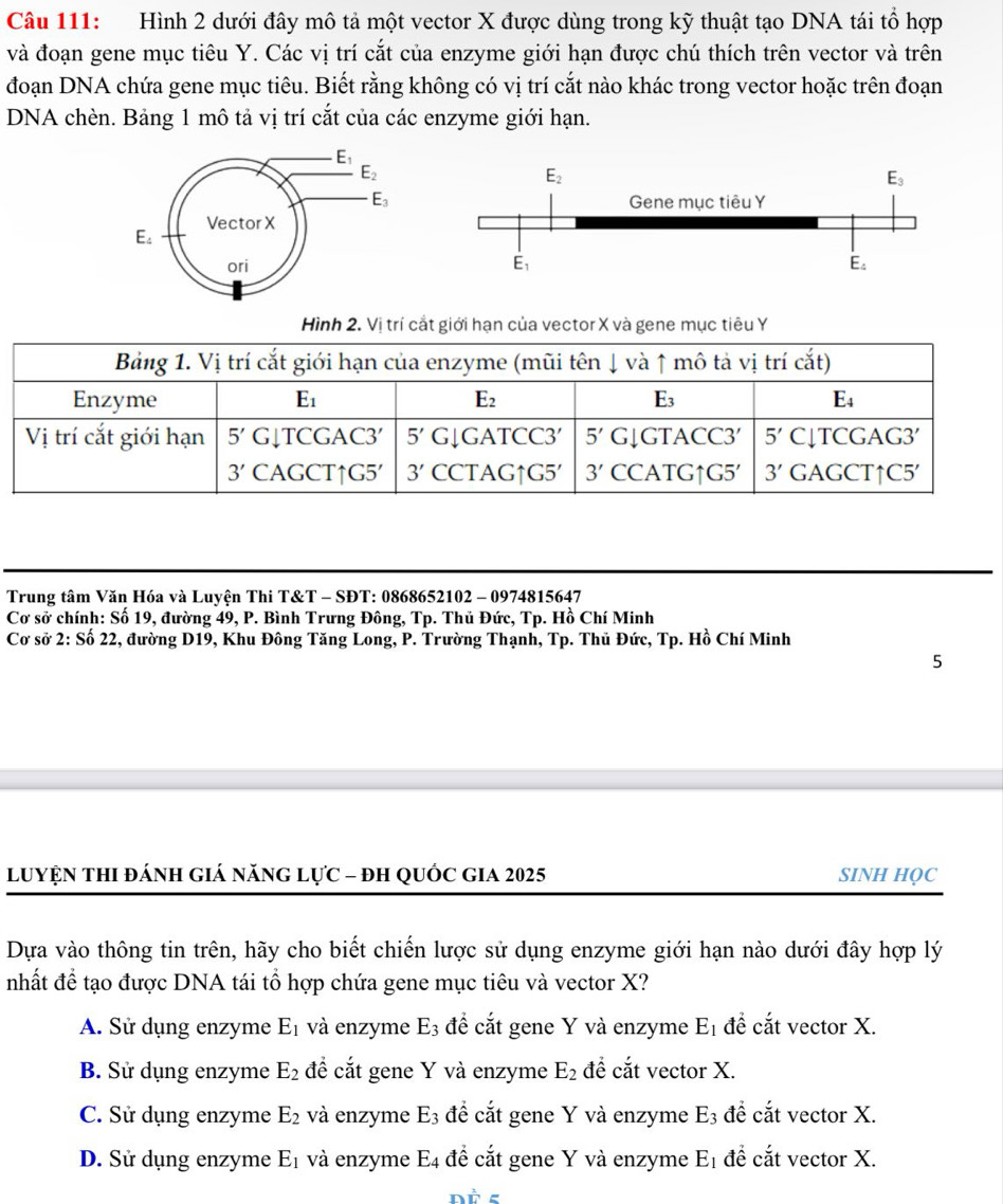 Hình 2 dưới đây mô tả một vector X được dùng trong kỹ thuật tạo DNA tái tổ hợp
và đoạn gene mục tiêu Y. Các vị trí cắt của enzyme giới hạn được chú thích trên vector và trên
đoạn DNA chứa gene mục tiêu. Biết rằng không có vị trí cắt nào khác trong vector hoặc trên đoạn
DNA chèn. Bảng 1 mô tả vị trí cắt của các enzyme giới hạn.
Hình 2. Vị trí cắt giới hạn của vector X và gene mục tiêu Y
Bảng 1. Vị trí cắt giới hạn của enzyme (mũi tên ↓ và ↑ mô tả vị trí cắt)
Enzyme E_1 E_2 E_3 E_4
Vị trí cắt giới hạn 5' G↓TCGAC3′ 5' G↓GATCC3′ 5' G↓GTACC3′ 5' C↓TCGAG3′
3' CAGCT↑G5′ 3' CCTAG↑G! 5' 3' CCATG↑G5′ 3' GAGCT↑C5′
Trung tâm Văn Hóa và Luyện Thi T&T - SĐT: 0868652102 - 0974815647
Cơ sở chính: Số 19, đường 49, P. Bình Trưng Đông, Tp. Thủ Đức, Tp. Hồ Chí Minh
Cơ sở 2: Số 22, đường D19, Khu Đông Tăng Long, P. Trường Thạnh, Tp. Thủ Đức, Tp. Hồ Chí Minh
5
LUuyệN thI đánh giá năng lực - đh quốc gia 2025 SINH HQC
Dựa vào thông tin trên, hãy cho biết chiến lược sử dụng enzyme giới hạn nào dưới đây hợp lý
nhất đề tạo được DNA tái tổ hợp chứa gene mục tiêu và vector X?
A. Sử dụng enzyme E_1 và enzyme E_3 để cắt gene Y và enzyme E_1 đề cắt vector X.
B. Sử dụng enzyme E_2 đề cắt gene Y và enzyme E_2 đề cắt vector X.
C. Sử dụng enzyme E_2 và enzyme E_3 để cắt gene Y và enzyme E_3 đề cắt vector X.
D. Sử dụng enzyme E_1 và enzyme E_4 đề cắt gene Y và enzyme E_1 đề cắt vector X.
nà s