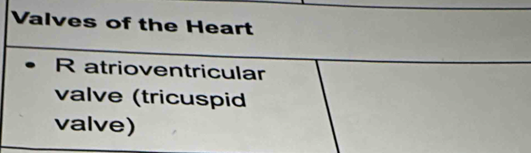 Valves of the Heart 
R atrioventricular 
valve (tricuspid 
valve)