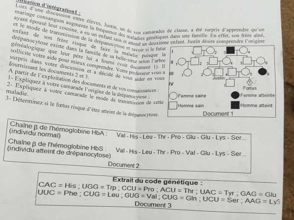 dfuation d'intégration1 :
Lors d'une discussion entre élèves, Justin, un de vos camarades de classe, a été surpris d'apprendre qu'un
mariage consanguin augmente la fréquence des maladies génétiques dans une famille. En effet, son frère aîné,
ayant épousé leur cousine, a eu un enfant sain et attend un deuxième enfant. Justin désire comprendre l'origine
et le mode de transmission de la drépanocytose et savoir si le fu
enfant de son frère risque de faire la maladie puisque 
drépanocytose existe dans la famille de sa belle-sœur selon l'arb
généalogique que leur père lui a fourni (voir document 1).
sollicite votre aide pour mieux comprendre. Votre professeur vous
fournissant les documents 2 et 3.
surpris dans votre discussion et a décidé de vous aider en vo
A partir de l'exploitation des documents et de vos connaissances :
l- Expliquez à votre camarade l'origine de la drépanocytose l
maladie.
2- Expliquez à votre camarade le mode de transmission de cett
3- Déterminez si le fœtus risque d'être atteint de la drépanocytose.
Chaine β de l'hémoglobine HbA : Val - His - Leu - Thr - Pro - Glu - Glu - Lys - Ser...
(individu normal)
Chaîneβ de l'hémoglobine HbS : Val - His - Leu - Thr - Pro - Val - Glu - Lys - Ser...
(individu atteint de drépanocytose)
Document 2
Extrait du code génétique :
CAC= -1i c  2/t =
UUC= Phe ; UGG=Trp;CCU=Pro;ACU=Thr;UAC=Tyr;GAG=GIu CUG=Leu;GUG=Val;CUG=Gin;UCU=Ser;AAG=Ly5 Document 3