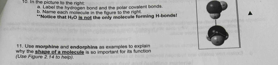 In the picture to the right: 
a. Label the hydrogen bond and the polar covalent bonds. 
b. Name each molecule in the figure to the right. 
**Notice that H_2O is not the only molecule forming H -bonds!
N
H
11. Use morphine and endorphins as examples to explain 
why the shape of a molecule is so important for its function 
(Use Figure 2.14 to help).