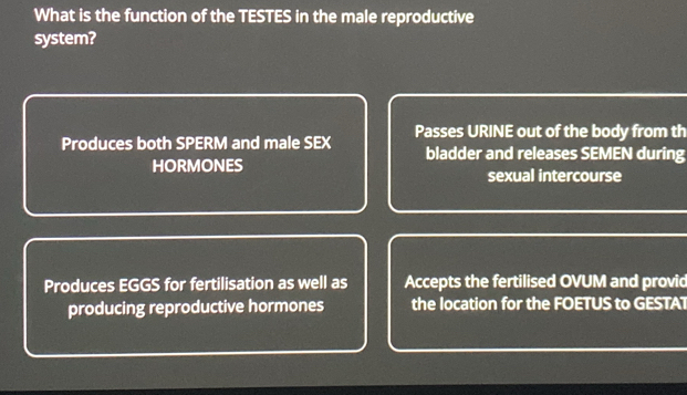 Solved: What is the function of the TESTES in the male reproductive ...