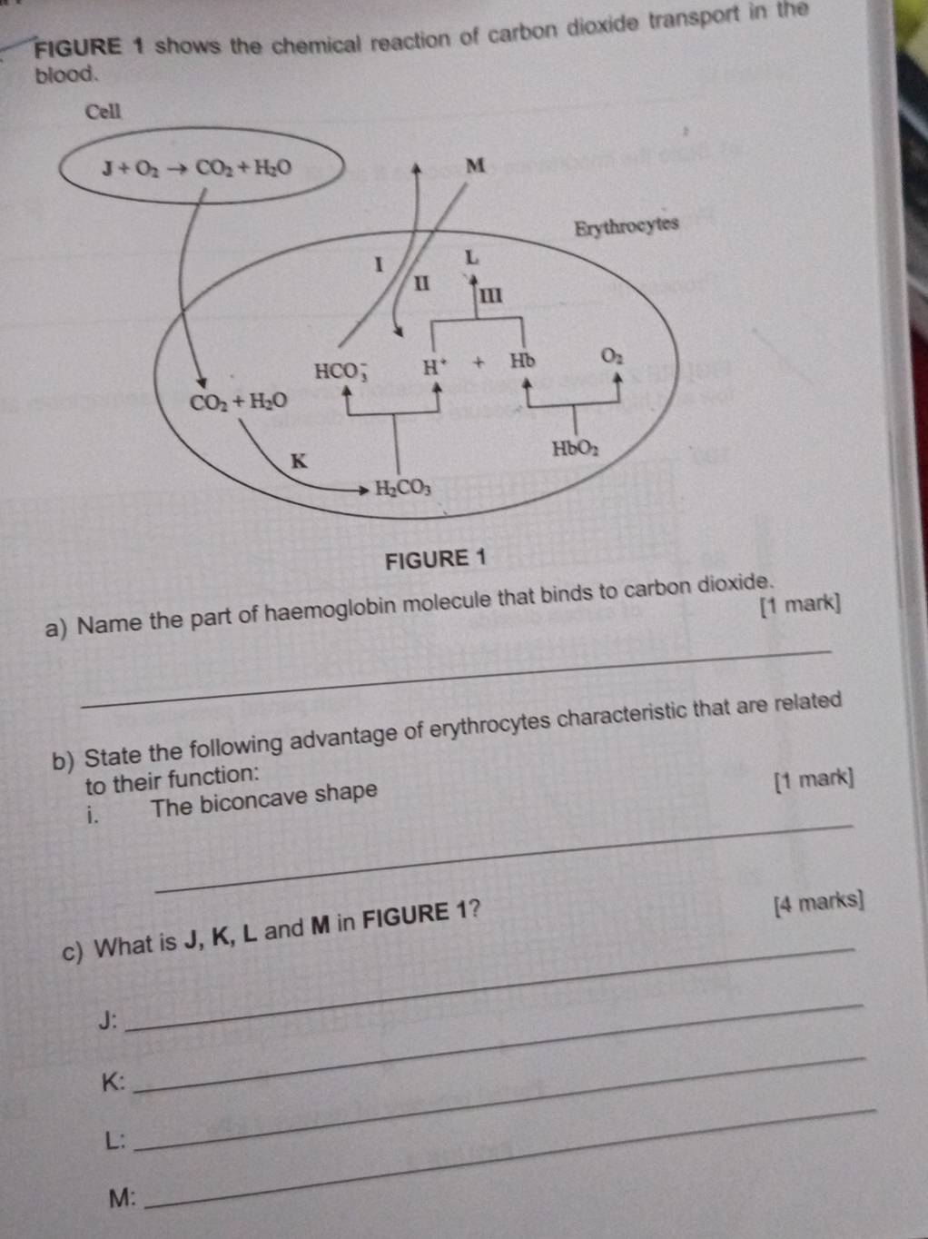 FIGURE 1 shows the chemical reaction of carbon dioxide transport in the
blood.
FIGURE 1
[1 mark]
_
a) Name the part of haemoglobin molecule that binds to carbon dioxide.
b) State the following advantage of erythrocytes characteristic that are related
to their function:
i. The biconcave shape
[1 mark]
_
c) What is J, K, L and M in FIGURE 1?
[4 marks]
J:
_
K:
_
L:
_
M:
_