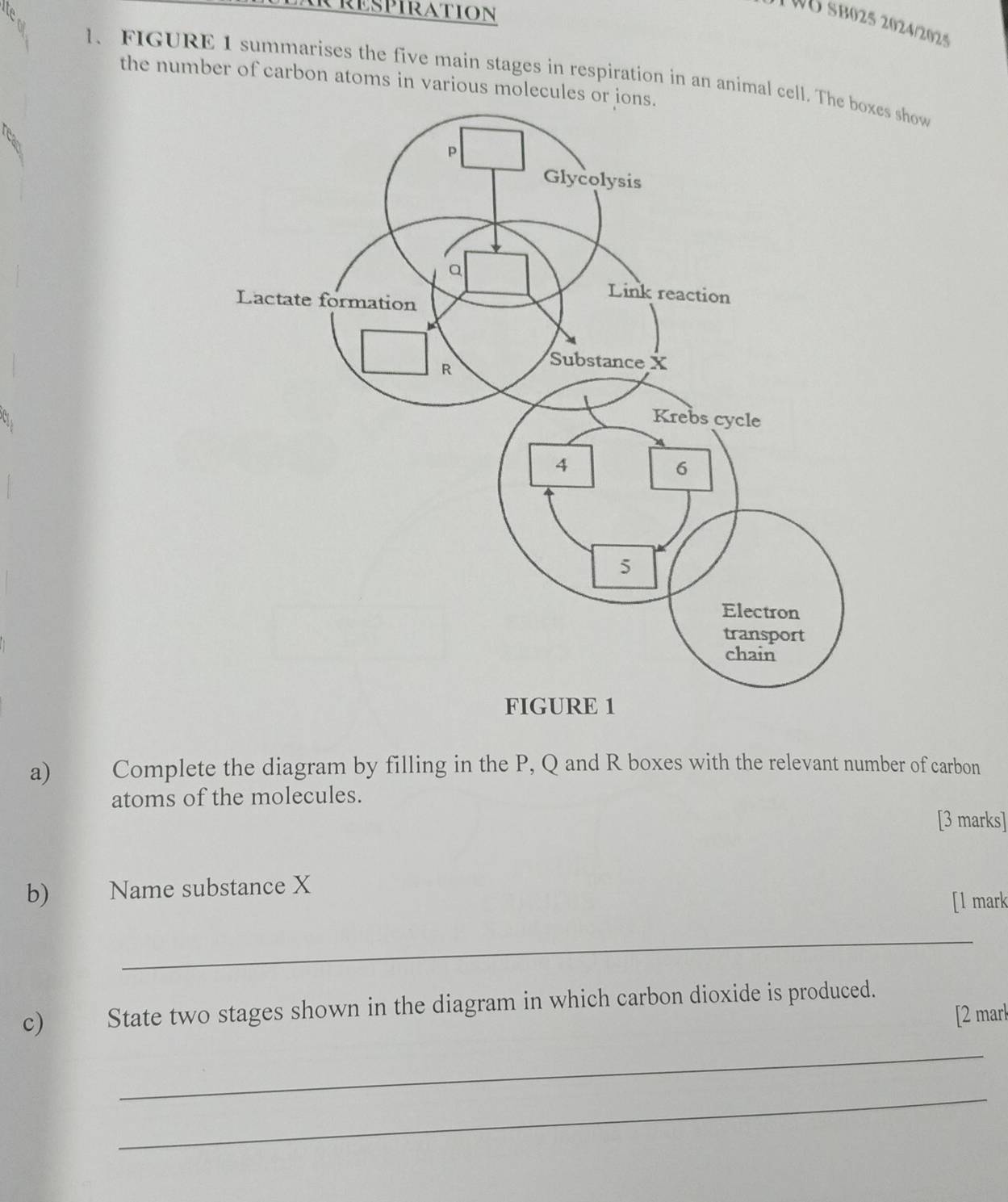 TWB SB025 2024/2025 
1、FIGURE I summarises the five main stages in respiration in an animal cell.es show 
the number of carbon atoms in various molecules or 
a) Complete the diagram by filling in the P, Q and R boxes with the relevant number of carbon 
atoms of the molecules. 
[3 marks] 
b) Name substance X
[l mark 
_ 
c) State two stages shown in the diagram in which carbon dioxide is produced. 
[2 mark 
_ 
_