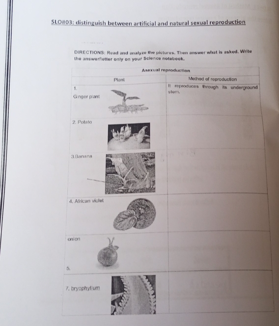 SLO#03: distinguish between artificial and natural sexual reproduction 
DIRECTIONS: Read and analyze the pictures. Then answer what is asked. Write 
the answer Science notebook.