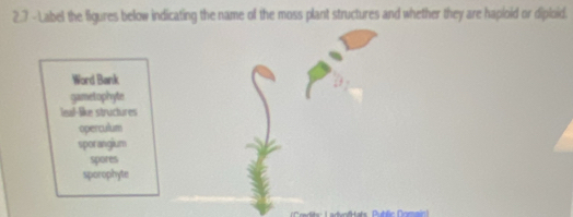 Solved: 2.7 - Label the figures below indicating the name of the moss ...