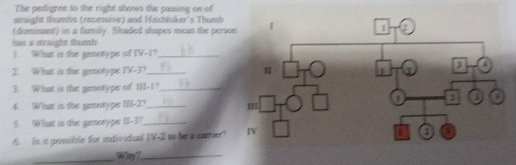 The pedigree to the right shows the passing on of 
straight thumbs (recessive) and Hitchhiker's Thumb 
(dominant) in a family. Shaded shapes mean the pers 
has a straight thumb 
1. What is the genstype of IV -1?_ 
2. What is the genotype IV -3?_ 
3. What is the genotype of IIL -1?_ 
4. What is the genotype III -2?_ 
5. What is the genotype It -3?_ 
6 is it possible for inderidual IV-2 to be a carier? 
_Why?_