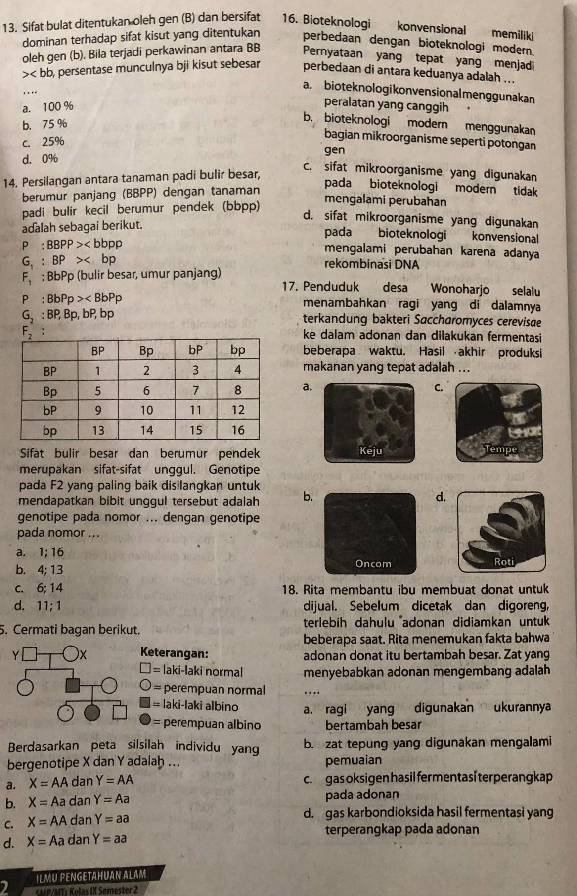 Sifat bulat ditentukan oleh gen (B) dan bersifat 16. Bioteknologi konvensional memiliki
dominan terhadap sifat kisut yang ditentukan perbedaan dengan bioteknologi modern.
oleh gen (b). Bila terjadi perkawinan antara BB Pernyataan yang tepat yang menjadi
o, persentase munculnya bji kisut sebesar perbedaan di antara keduanya adalah ...
a. bioteknologikonvensionalmenggunakan
a. 100 %
peralatan yang canggih
b. 75 %
b. bioteknologi modern menggunakan
c. 25%
bagian mikroorganisme seperti potongan
gen
d. 0%
c. sifat mikroorganisme yang digunakan
14. Persilangan antara tanaman padi bulir besar,
berumur panjang (BBPP) dengan tanaman
pada bioteknologi modern tidak
padi bulir kecil berumur pendek (bbpp)
mengalami perubahan
d. sifat mikroorganisme yang digunakan
adalah sebagai berikut.
pada bioteknologi konvensional
P:BBPP>
mengalami perubahan karena adanya
G_1:BP>
rekombinasi DNA
F_1 : BbPp (bulir besar, umur panjang)
17. Penduduk desa Wonoharjo selalu
P:BbPp>
menambahkan ragi yang di dalamnya
G_2:BP,Bp,bP,bp terkandung bakteri Saccharomyces cerevisae
ke dalam adonan dan dilakukan fermentasi
beberapa waktu. Hasil akhir produksi
makanan yang tepat adalah ...
a
C.
Sifat bulir besar dan berumur pendek  
merupakan sifat-sifat unggul. Genotipe
pada F2 yang paling baik disilangkan untuk
mendapatkan bibit unggul tersebut adalah b
d.
genotipe pada nomor ... dengan genotipe
pada nomor ...
a. 1;16
b. 4;13
C. 6;14 18. Rita membantu ibu membuat donat untuk
d. 11;1 dijual. Sebelum dicetak dan digoreng,
terlebih dahulu adonan didiamkan untuk
5. Cermati bagan berikut.
beberapa saat. Rita menemukan fakta bahwa
Y Keterangan: adonan donat itu bertambah besar. Zat yang
)x
laki-laki normal menyebabkan adonan mengembang adalah 
perempuan normal …
laki-laki albino
a. ragi yang digunakan ukurannya
perempuan albino bertambah besar
Berdasarkan peta silsilah individu yang b. zat tepung yang digunakan mengalami
bergenotipe X dan Y adalaḥ ... pemuaian
a. X=AA dan Y=AA c. gas oksigen hasil fermentasí terperang kap 
b. X=Aa n Ian Y=Aa pada adonan
C. X=AA dan Y=aa
d. gas karbondioksida hasil fermentasi yang
terperangkap pada adonan
d. X=Aac dan Y=aa
ILMU PENGETAHUAN ALAM
sMP/MTs Kelas IX Semester 2