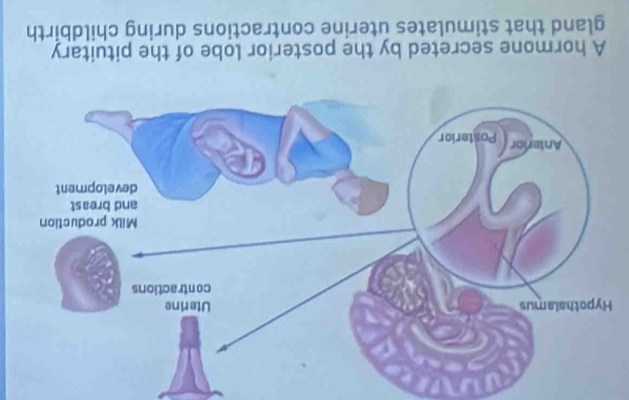 A hormone secreted by the posterior lobe of the pituitary 
gland that stimulates uterine contractions during childbirth