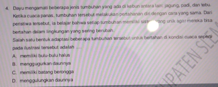 Dayu mengamati beberapa jenis tumbuhan yang ada di kebun antara lain: jagung, padi, dan tebu.
Ketika cuaca panas, tumbuhan tersebut melakukan pertahanan diri dengan cara yang sama. Dari
peristiwa tersebut, ia belajar bahwa setiap tumbuhan memiliki siste Yang unik agar mereka bisa
bertahan dalam lingkungan yang sering berubah.
Salah satu bentuk adaptasi beberapa tumbuhan tersebut untuk bertahan di kondisi cuaca seperti
pada ilustrasi tersebut adalah ....
A. memiliki bulu-bulu halus
B.menggugurkan daunnya
C. memiliki batang berongga
D. menggulungkan daunnya