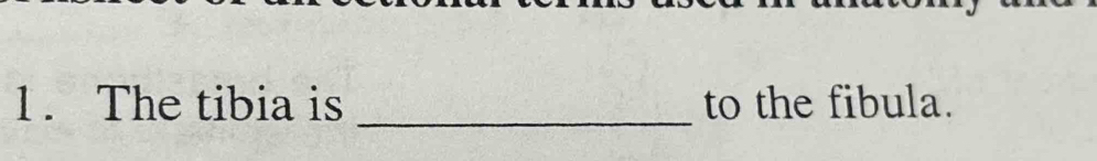 The tibia is _to the fibula.