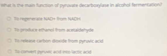 What is the main function of pyruvate decarboxylase in alcohol fermentation?
To regenerate NAD+ from NADH
To produce ethanol from acetaldehyde
To release carbon dioxide from pyruvic acid
To convert pyruvic acid into lactic acid