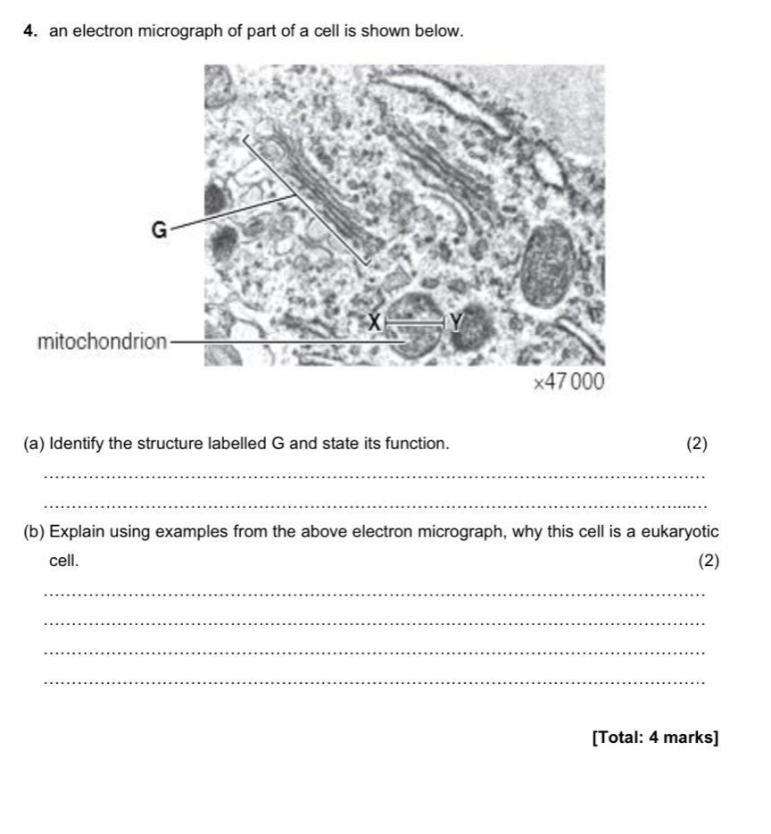 an electron micrograph of part of a cell is shown below. 
(a) Identify the structure labelled G and state its function. (2) 
_ 
_ 
(b) Explain using examples from the above electron micrograph, why this cell is a eukaryotic 
cell. (2) 
_ 
_ 
_ 
_ 
[Total: 4 marks]