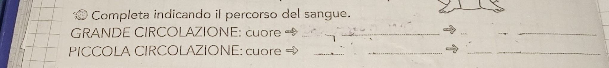 Completa indicando il percorso del sangue. 
GRANDE CIRCOLAZIONE: cuore _ 
_ 
PICCOLA CIRCOLAZIONE: cuore_ 
_