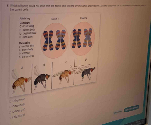 Which offspring could not anse from the parent cells with the chromosomes shown below? Assume crossovers can occur between chromosome pary n
the parent cells.
Offspring A
Offspring B
Offspring C
Offspring D