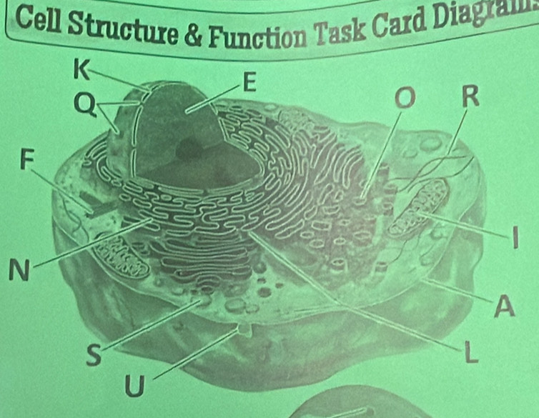 Cell Structure & Function Task Card Diagram 
N