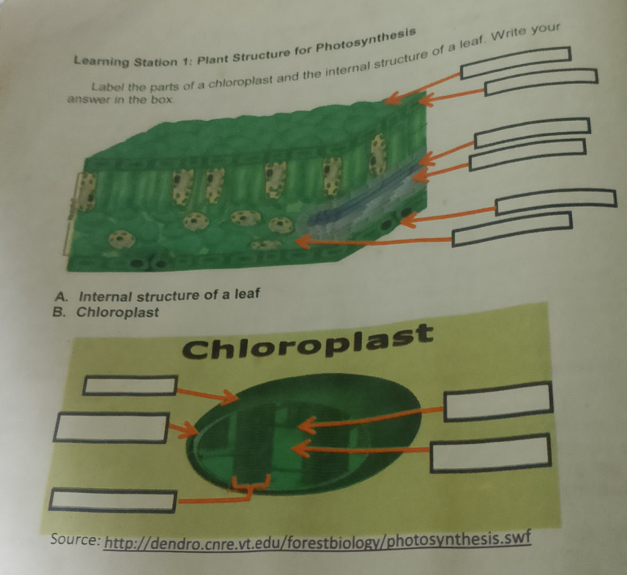 Solved: esis Label the parts of a chloroplast and the internal ...