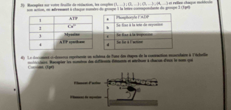 Recopiez sur votre feuille de rédaction, les couples (1,...);(2,...);(3,...);(4,...) et rellez chaque molécule
son action, en adressant à chaque numéro du groupe 1 la lettre correspondante du groupe 2 (1pt)
4) Le document ci-dessous représente un schéma de l'une des étapes de la contraction musculaire à l'échelle
moléculaire. Recopier les numéros des différents éléments et attribuer à chacun d'eux le nom qui
Convient. (1pt)
2
Filament d'actine
Filament de myosine