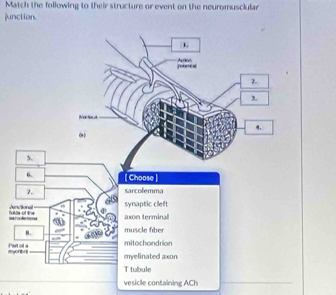 Match the following to their structure or event on the neuromusclular 
junction. 
Ju 
fo 
sa 
Pa 
my 
vesicle containing ACh