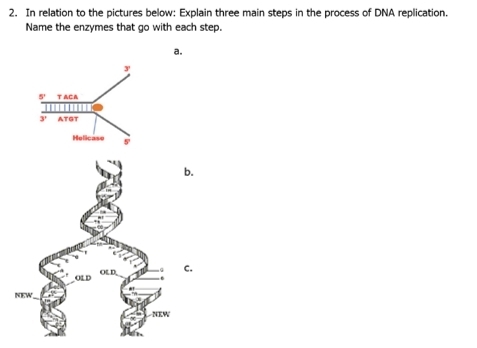 In relation to the pictures below: Explain three main steps in the process of DNA replication.
Name the enzymes that go with each step.
a.
.
.