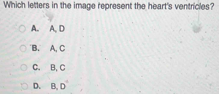 Which letters in the image represent the heart's ventricles?
A. A, D
B. A, C
C. B, C
D. B, D