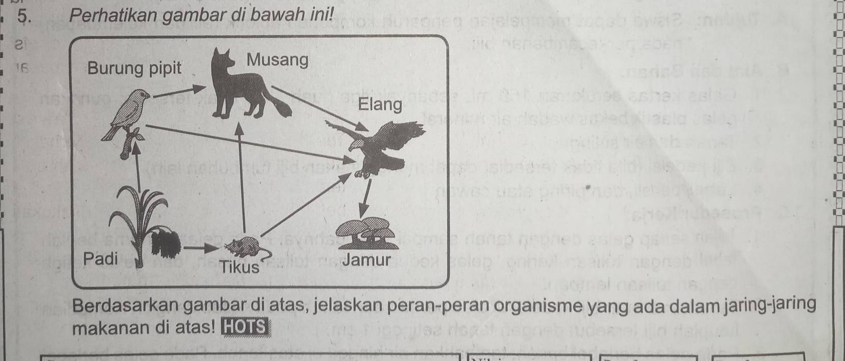 Perhatikan gambar di bawah ini! 
2 
16 
Berdasarkan gambar di atas, jelaskan peran-peran organisme yang ada dalam jaring-jaring 
makanan di atas! HOTS