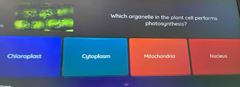 Which organelle in the plant cell performs
photosynthesis?
Chioroplast Cytoplasm Mitochondria Nucleus