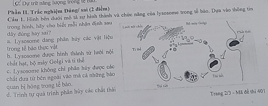 Dự trữ năng lượng trong lễ bao.
Phần II. Trắc nghiệm Đúng/ sai (2 điểm)
Câu 1. Hình bên dưới mô tả sự hình thành và chức năng của lysosome trong tế bào. Dựa vào thông tin
trong hình, hãy cho biết mỗi nhận định sau
dây dúng hay sai?
a. Lysosome dang phân hủy các vật liệu
trong tế bào thực vật
b. Lysosome được hình thành từ lưới nội
chất hạt, bộ máy Golgi và ti thể
c. Lysosome không chỉ phân hủy được cá
chất đưa từ bên ngoài vào mà cả những bà
quan bị hỏng trong tế bào.
d. Trình tự quá trình phân hủy các chất thải
Trang 2/3 - Mã đề thi 401