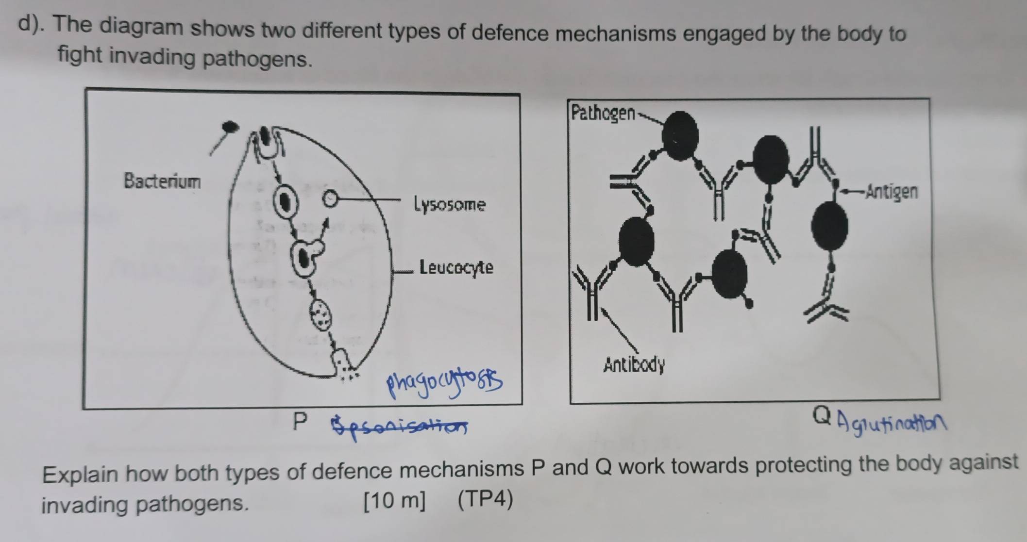 The diagram shows two different types of defence mechanisms engaged by the body to 
fight invading pathogens. 
mo 
Explain how both types of defence mechanisms P and Q work towards protecting the body against 
invading pathogens. [10 m] (TP4)