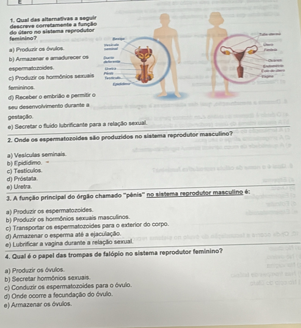 gestação.
_
e) Secretar o fluido lubrificante para a relação sexual.
2. Onde os espermatozoides são produzidos no sistema reprodutor masculino?
a) Vesículas seminais.
b) Epidídimo.
c) Testículos.
d) Próstata.
e) Uretra.
3. A função principal do órgão chamado "pênis' no sistema reprodutor masculino é:
a) Produzir os espermatozoides.
b) Produzir os hormônios sexuais masculinos.
c) Transportar os espermatozoides para o exterior do corpo.
d) Armazenar o esperma até a ejaculação.
e) Lubrificar a vagina durante a relação sexual.
4. Qual é o papel das trompas de falópio no sistema reprodutor feminino?
a) Produzir os óvulos.
b) Secretar hormônios sexuais.
c) Conduzir os espermatozoides para o óvulo.
d) Onde ocorre a fecundação do óvulo.
e) Armazenar os óvulos.