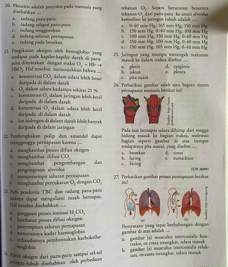 Pleuritis adalah penyakit pada manusia yang tekanan O_2. Secara berurutan besarnya
disebabkan .... tekanan O_2 dari paru-patu ke arteri alveolus
a. radang paru-paru kemudian ke jaringan tubuh adalah ….
b. radang selaput paru-paru a. 0-40 mm Hg, 165 mm Hg, 150 mm Hg
c. radang tenggorokan b. 150 mm Hg, 0-40 mm Hg, 100 mm Hg
d. radang saluran pernapasan c. 100 mm Hg, 150 mm Hg, 0-40 mm Hg
e. radang pada bronkus d. 150 mm Hg, 100 mm Hg, 0-40 mm Hg
e. 150 mm Hg, 165 mm Hg, 0-40 mm Hg
21. Pengikatan oksigen oleh hemoglobin yang 25. Jaringan yang mampu mencegah makanan
terdapat pada kapiler-kapiler darah di paru- masuk ke dalam trakea disebut ....
paru dinyatakan dengan reaksi O_2+Hb a. glotis d. epiglotis
HbO_2. Hal tersebut menunjukkan bahwa .... b. jakun e. pleura
a. konsentrasi CO_2 dalam udara lebih besar c. pita suara
daripada di dalam darah 26. Perhatikan gambar salah satu bagian sistem
b. O_2 dalam udara kadarnya sekitar 21 % pernapasan manusia berikut ini!
c. konsentrasi O_2 dalam jaringan lebih kecil
daripada di dalam darah
d. konsentrasi O_2 dalam udara lebih kecil
daripada di dalam darah
e. ion hidrogen di dalam darah lebih banyak
daripada di dalam jaringan Pada saat bernapas udara dihirup dari rongga
22. Pembengkakan polip dan amandel dapat hidung masuk ke bagian trakea, melewati
mengganggu pernapasan karena .... bagian seperti gambar di atas (tempat
terdapatnya pita suara), yang disebut ....
a. menghambat proses difusi oksigen d. sinus
a. bronkus
b. menghambat difusi CO_2 b. laring e. eustachius
c. menghambat  pengembangan dan c. faring
pengempesan alveolus (UN 2009)
d. mempersempit saluran pernapasan 27. Perhatikan gambar proses pernapasan berikut
e. menghambat pertukaran O_2 dengan CO_2 ini!
23. Pada penderita TBC dan radang paru-paru
lainnya dapat mengalami susah bernapas.
Hal tersebut disebabkan …
gangguan proses ionisasi H_2CO_3
b. hambatan proses difusi oksigen 
c. penyempitan saluran pernapasan Pernyataan yang tepat berhubungan dengan
d. menurunnya kadar haemoglobin
gambar di atas adalah ....
e. terhambatnya pembentukan karboksihe- a. gambar (a) musculus intercostalis kon-
traksi, os costa terangkat, udara masuk
moglobin
24. Aliran oksigen dari paru-paru sampai sel-sel b. gambar (a) musculus intercostalis relak-
sasi, os costa terangkat, udara masuk
jaringan tubuh disebabkan oleh perbedaan