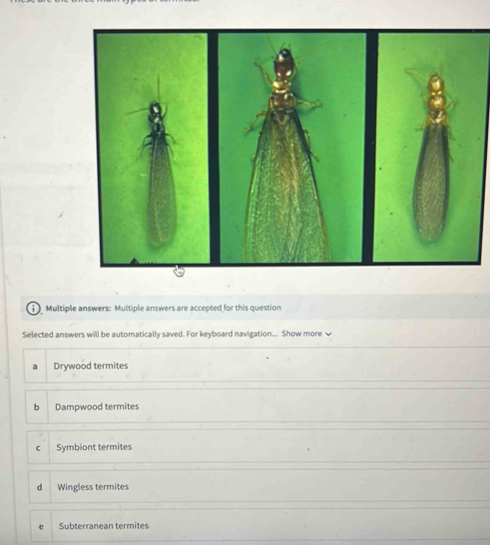 Multiple answers: Multiple answers are accepted for this question
Selected answers will be automatically saved. For keyboard navigation... Show more
a Drywood termites
bì Dampwood termites
Symbiont termites
dà Wingless termites
Subterranean termites