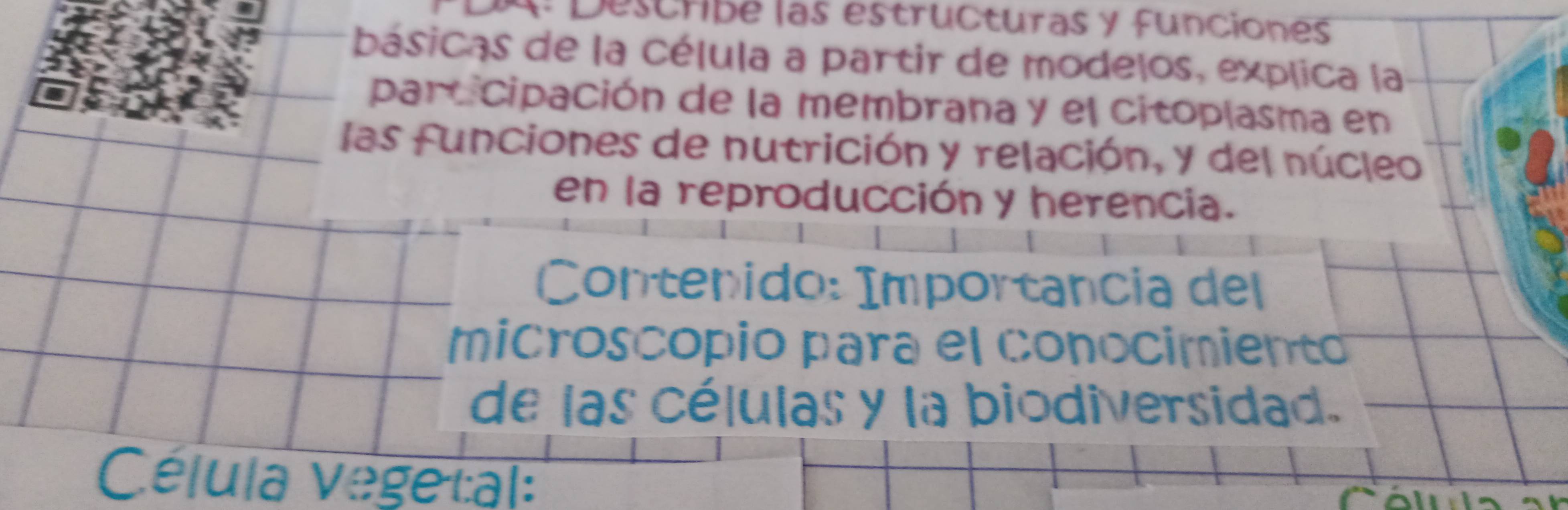 A Descíbe las estructuras y funciones 
básicas de la célula a partir de modelos, explica la 
participación de la membrana y el citoplasma en 
las funciones de nutrición y relación, y del núcleo 
en la reproducción y herencia. 
Contenido: Importancia del 
microscopio para el conocimiento 
de las células y la biodiversidad. 
Célula vegetal: