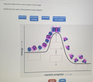 Solved: Drag each label to the correct location on the image. Identify ...