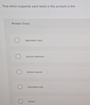 That which suspends each testis in the scrotum is the
Multiple Choice
spermatic cord
ductus deferens
dartos muscle
interstitial cells
tunics